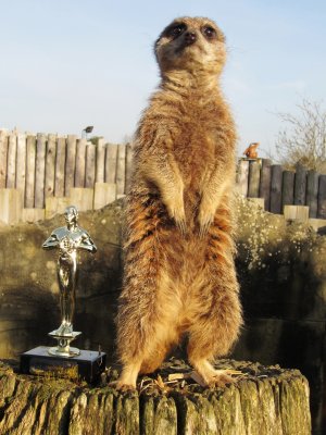 Meerkat - Best Animal_1.jpg